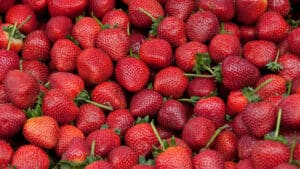 fraises bio direct producteur